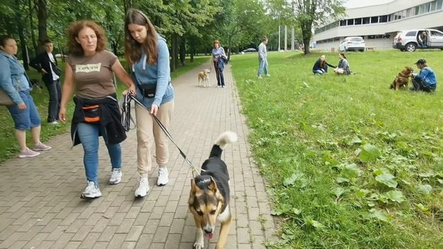 Подготовка волонтеров по курсу социализации и адаптации приютских собак