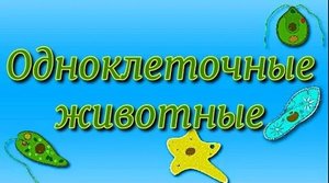 Общая характеристика простейших Биология 7 класс.