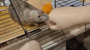 дрессировка крысы и не только крыс маргарин хочет вас развеселить