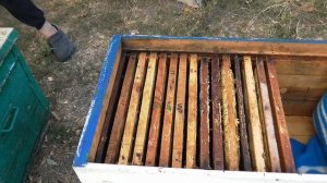 Лекарственный сироп для кормления пчёл. Когда кормить пчёл осенью?