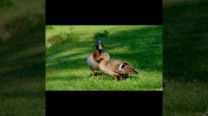 Звуки животных как говорят животные лев горилла медведь петух лошадь