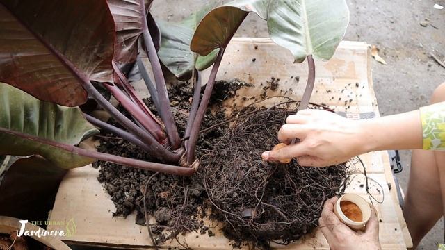 How to Propagate Philodendron Black Cardinal | With Arid and Aroids Soilless Mix - Again! смотреть онлайн