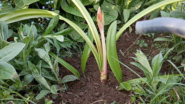 КОМНАТНЫЕ Растения в САДУ смотреть онлайн