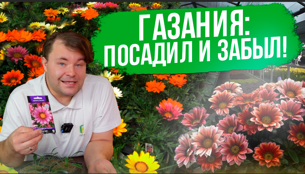 Газания (гацания): выращивание и уход. Самый неприхотливый цветок для сада.