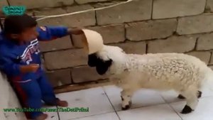 Баран Забодал Ребенка!   Baran gored Child! Fun with the kids!