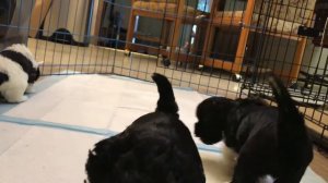 One Month Malshipoo Puppies