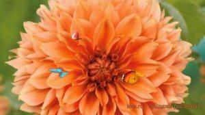Георгина бахромчатая Ориндж Фубуки (dahlia) ? обзор: как сажать, луковицы георгины Ориндж Фубуки