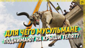 Для чего мусульмане поднимают на крыши телят?