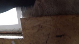 Продолжаем переделки . Устройство полов в коровнике .