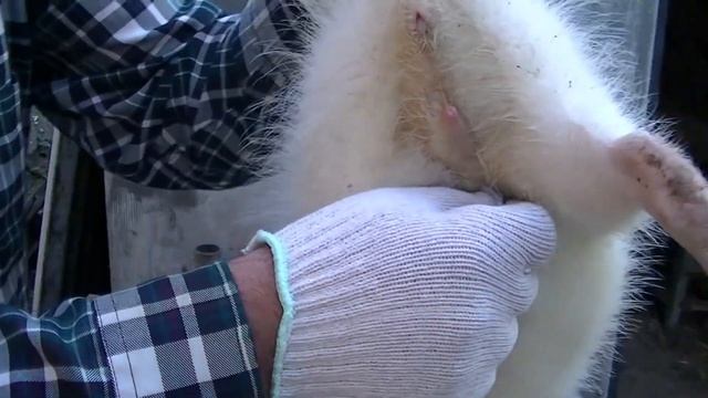 Смотри как определить пол у нутрий  за 5 минут