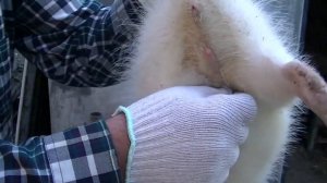 Смотри как определить пол у нутрий  за 5 минут