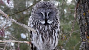 бородатая неясыть