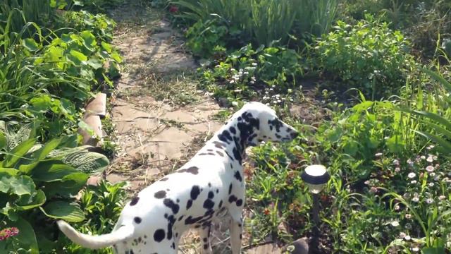 Smiling Charlie the Dalmatian смотреть онлайн