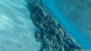 Осьминог. Макади Бей. Хургада. Египет.