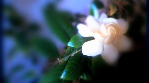 Gardenia