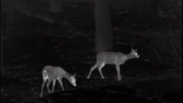 Косули смотреть онлайн