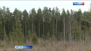 «Наломал дров». Смолянин сознался в незаконной рубке леса