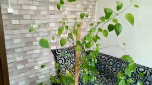 Шелковица карликовая комнатная, экзотика на окне.