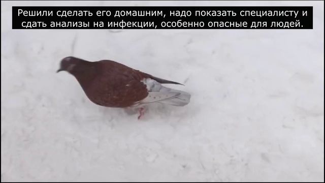 Зимние птицы. Голубь на снегу. 25.01.2025