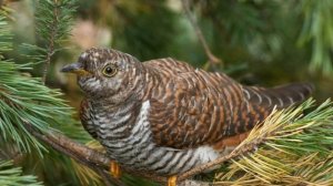 Кукушка в лесу // Cuckoo