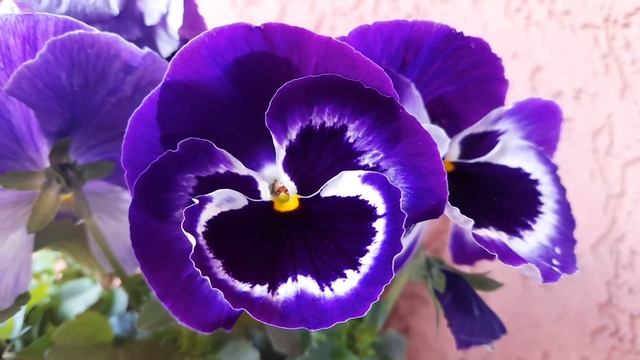 Viola tricolor - Wild pansy (Dan-noć) смотреть онлайн