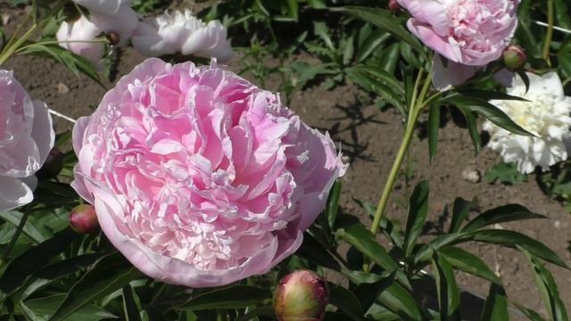 Пион BALLERINA (Kelway) смотреть онлайн