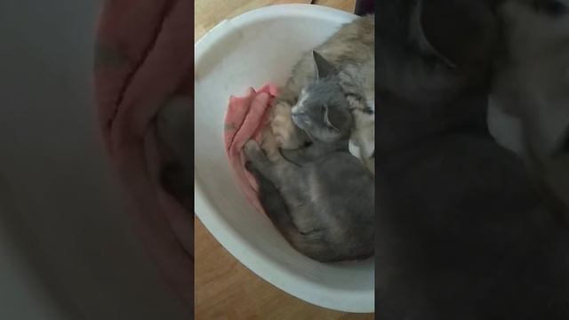 кошка повитуха принимает роды. смотреть онлайн