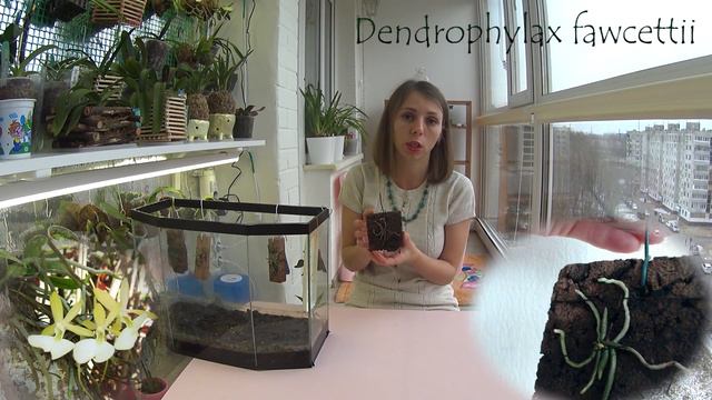 Орхидея Dendrophylax fawcettii №2 😘 Спустя 7 месяцев смотреть онлайн