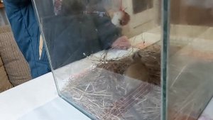 Соня лесная. У нас на даче завелась лесная соня.
