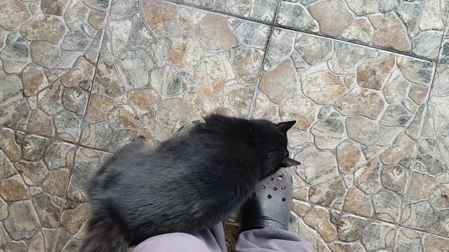 ЧЕРНАЯ КОШКА РАСТРОГАЛА ДО СЛЕЗ. Неловкая ситуация - как поступили бы Вы? Funny cat смотреть онлайн