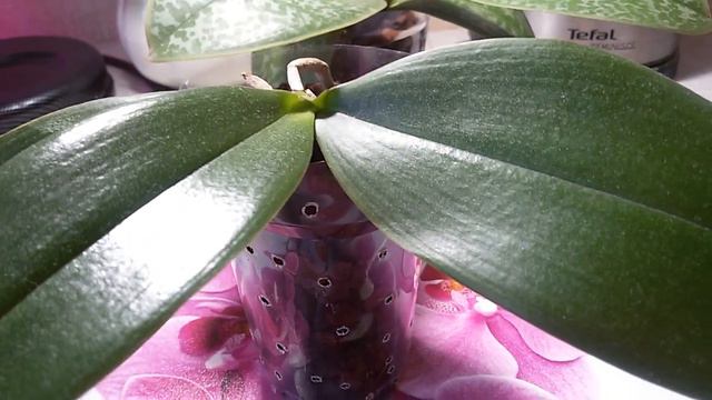 УДАЛЯТЬ ИЛИ НЕ УДАЛЯТЬ?МОЯ СТЮАРТИАНА SOGO смотреть онлайн