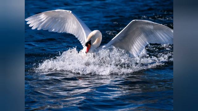 "Лебеди" исполняет Алиса смотреть онлайн