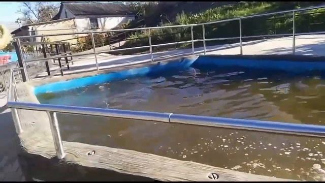 Заплыв от Фриды! смотреть онлайн