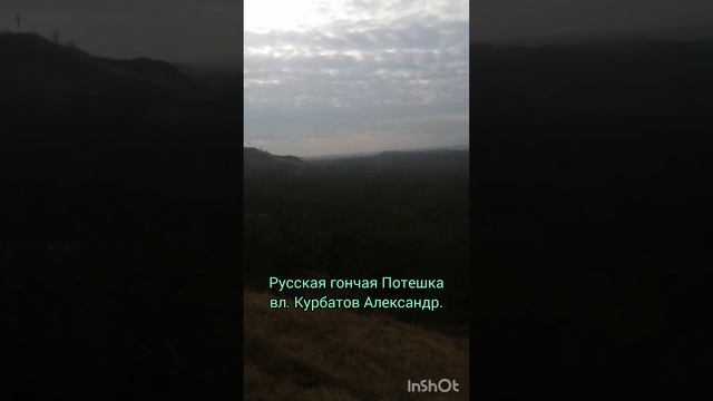 Русская гончая Потешка
вл. Курбатов Александр.