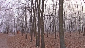 12_12_2019_НА КИРПИЧНОМ ПРУДУ_СЕЛЬСКИЙ ПРУД_ГОФИЦКОЕ.mp4