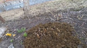 Самая эффективная подкормка ПИОНОВ весной