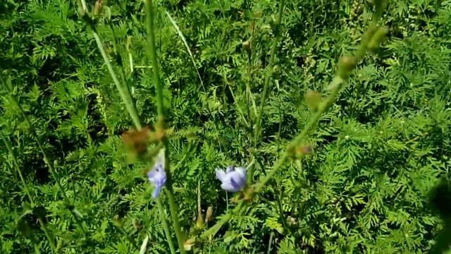 САМВЕЛ АДАМЯН НЕДОВОЛЕН ЗАРАБОТКАМИ НА ЮТУБЕ. МАТЬ НЕ ОТДАЁТ ДОЛЛАРЫ смотреть онлайн