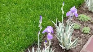 ирисы с белым листом