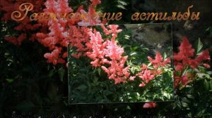 Астильба  красивый многолетник для сада