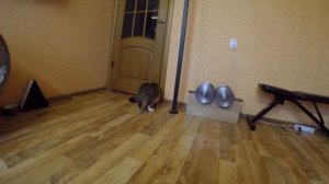 Как приучить котёнка ходить в лоток БЕЗ НАПОЛНИТЕЛЯ.Это элементарно,Ватсон)))