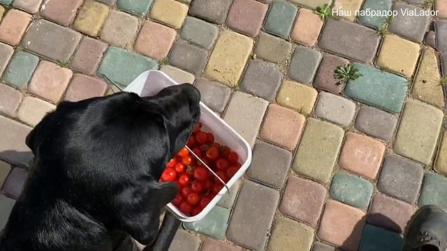 Вия несёт урожай|Наш лабрадор ViaLador смотреть онлайн