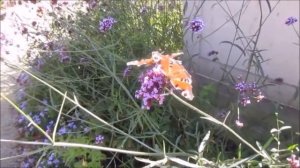 Бабочки королевского сада  Butterflies of the royal garden