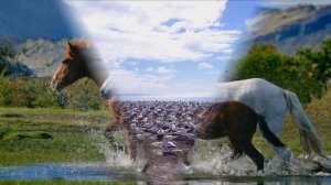 В мире животных;)Брачный сезон;)