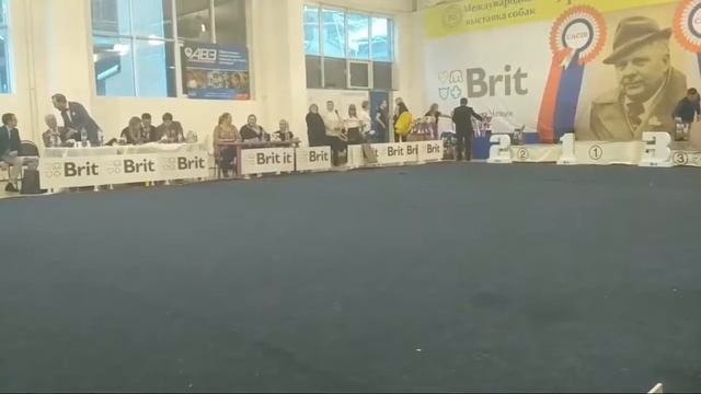 Интернациональная выставка собак "Уральские Зори 2018". День 2 смотреть онлайн