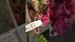 Дендробиум Хибики/Dendrobium Hibiki - цветет больше года