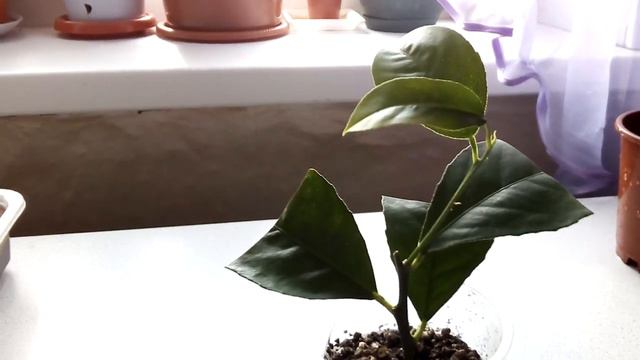 Результат прививки кумквата на неукорененный черенок лимона #прививкалимона #укоренениечеренкалимон