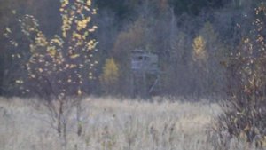 Охота на боровую дичь. Боровая С подхода 2020.