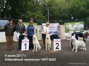 Питомник БШО Карнеликс. Белые швейцарские овчарки на ЮБИЛЕЙНОМ ЧЕМПИОНАТЕ НКП БШО 9 июля 2017 г.