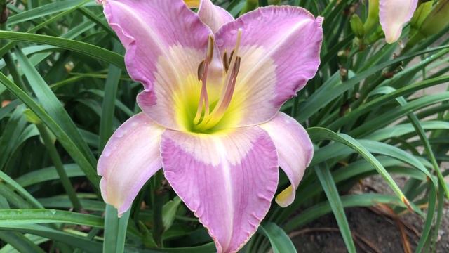 DAYLILIES: Paradise on Ice, Dragon Piñata, Lavender Aura смотреть онлайн