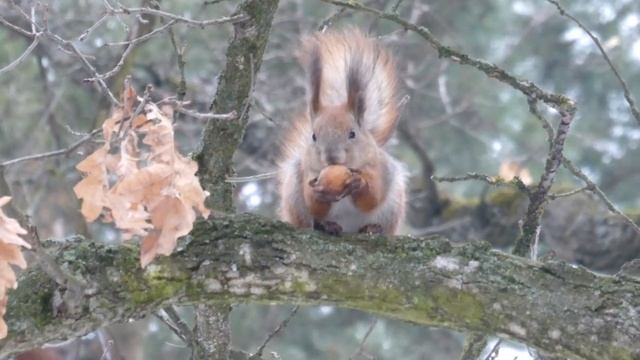 Белочка и орешек) смотреть онлайн